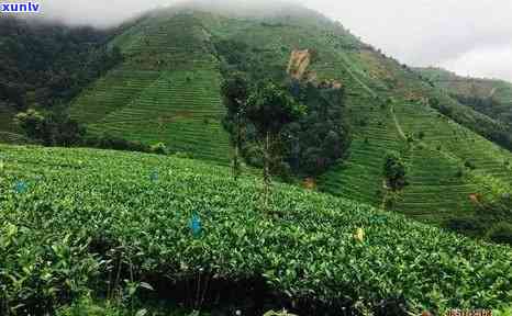 普洱县茶山：探索这片绿意盎然的土地及其茶叶文化