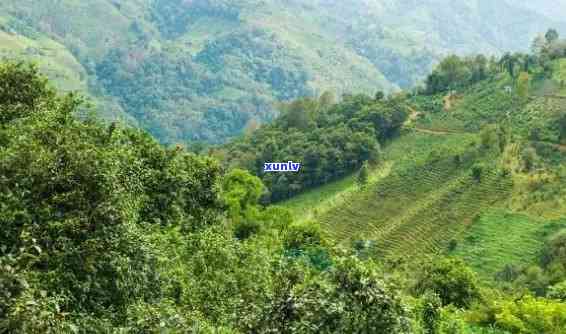 普洱县茶山：探索这片绿意盎然的土地及其茶叶文化