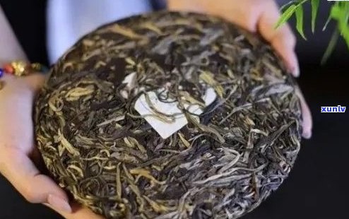 老班章古树生茶：品种特点、品饮技巧、购买建议及收藏价值全方位解析