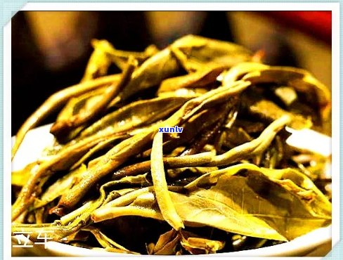 老班章古树生普洱茶价格及口感特点，功效与珍藏品普洱茶生茶信息解析