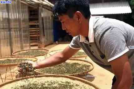 老班章的独特 *** 工艺：从茶园到茶杯的艺术之旅