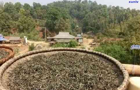 老班章茶厂中的正宗普洱茶：哪个最地道？