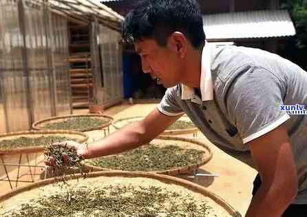 老班章9号茶农：普洱茶界的新锐力量