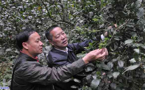 老班章昔归冰岛和普洱茶的关系：易武、曼松对比品鉴