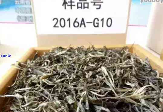 新 '班章茶厂精选云南小青茶叶，厂家直销，批发价格优'