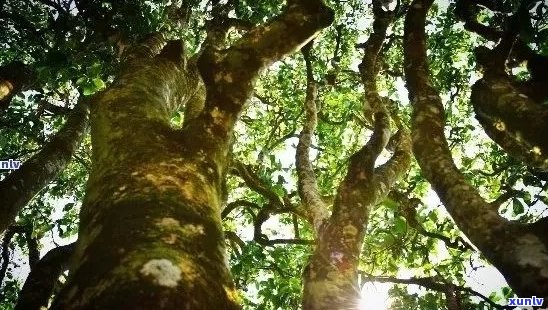 雨林深处的普洱茶传奇：老班章茶树的神秘故事