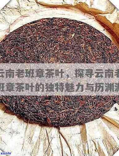 老班章——来自云南的珍稀茶品与