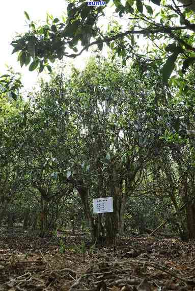 布朗山老班章古树茶园基地价格与老班章布朗山及古树茶厂信息概览