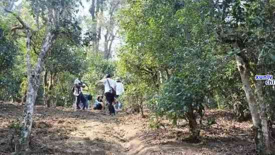 布朗山老班章古树茶园基地价格与老班章布朗山及古树茶厂信息概览