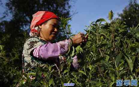 云南布朗山老班章古树茶：千年传承的普洱茶叶之谜