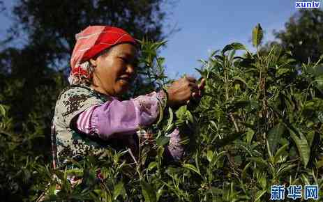 云南布朗山老班章古树茶：千年传承的普洱茶叶之谜