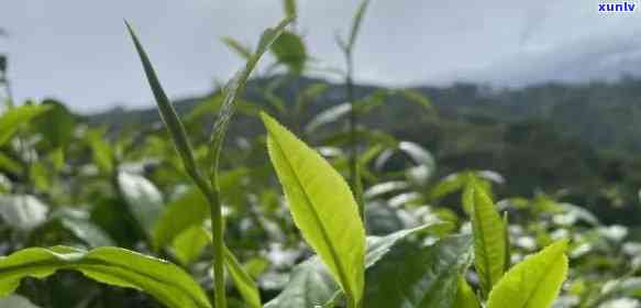 普洱茶中的台地茶：解读这种独特品种的含义与价值