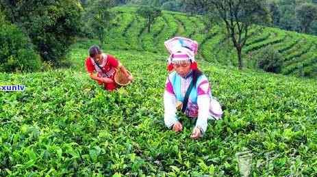 探索老班章春茶的独特之处：与普洱茶的区别与联系