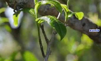 探索老班章春茶的独特之处：与普洱茶的区别与联系