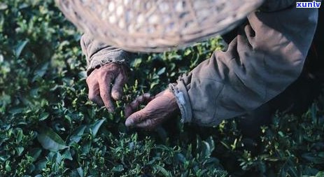 老班章古树普洱茶：年度产量及其对当地经济的贡献