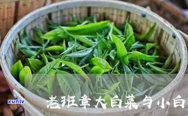 什么是老班章大白菜