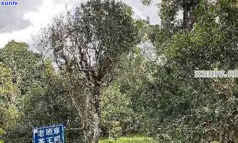 老挝高杆古树茶：一款独特的普洱茶品种，品味其越口感与香气