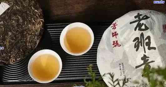 老班章茶山二十载：普洱茶的传承与创新