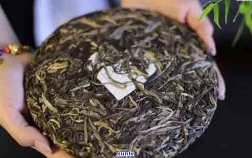 班章古树普洱茶：品种特点、品质鉴与品饮 *** 全面解析