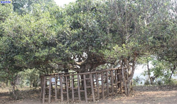 班章古茶林生态普洱茶：源自勐海的阿里有机茶叶