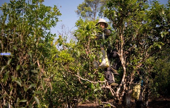 '在勐仑地区种植老班章普洱茶的可能性探讨'