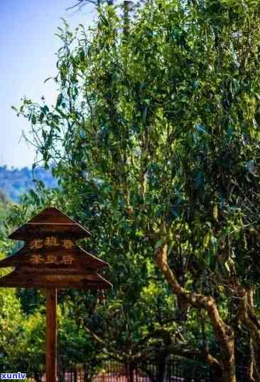 巴山老茶：古树普洱的班章味道，阿里京东都无法比拟