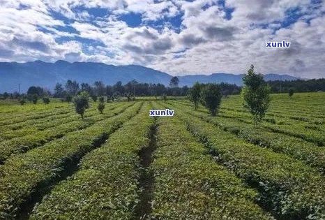 云南临沧地区：探讨普洱茶产地及其对茶叶品质的影响