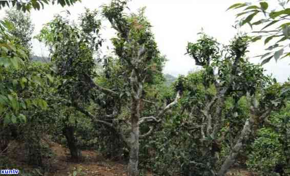 帕沙古树茶：普洱茶中的天然药库，解锁其独特功效与风味