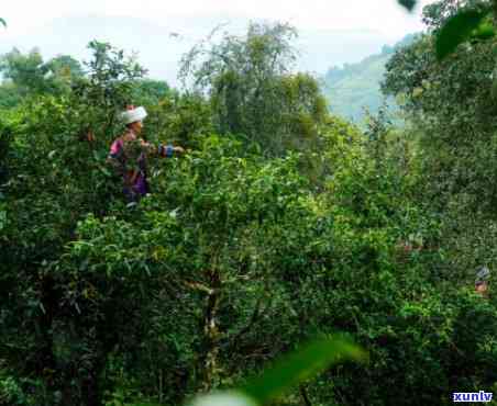 老班章茶：雨林深处的普洱茶魅力体验
