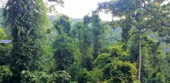 雨林老班章：探索神秘的热带雨林，了解当地文化和生态