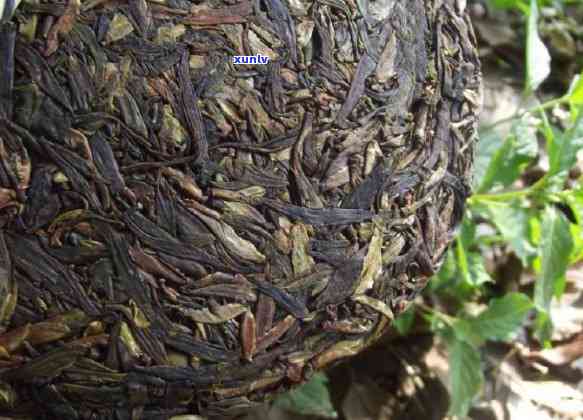 古树普洱茶中的芽孢特点与全面功效解析