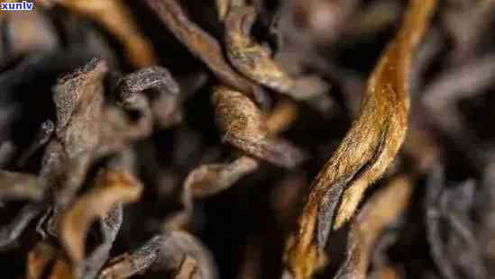普洱古树芽孢茶的保存时间及其功效，如何判断其可饮用年限？