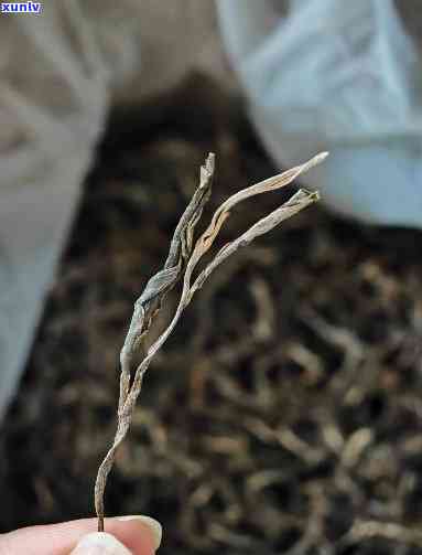 云南原生态古树芽孢茶：淡商价格与野生普洱的完美融合