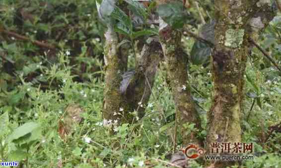 云南原生态古树芽孢茶：淡商价格与野生普洱的完美融合