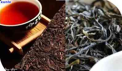 普洱芽孢茶的功效与作用及禁忌：详解其对健的影响