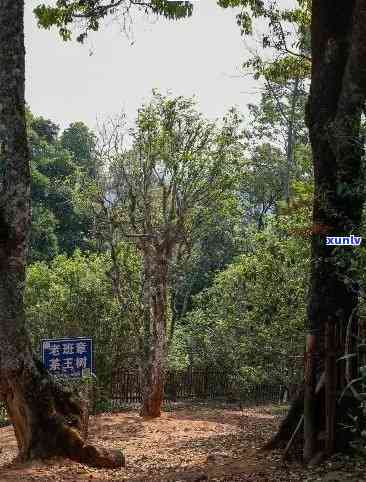 老班章茶区中的神秘茶王树：岁月沉淀的味道