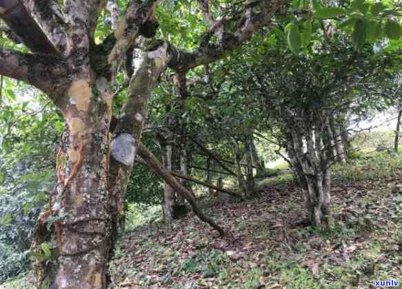 班章茶王拍卖会：探索老班章普洱茶的历与价值