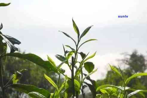 普洱茶十大古树茶名称大全：名茶揭秘