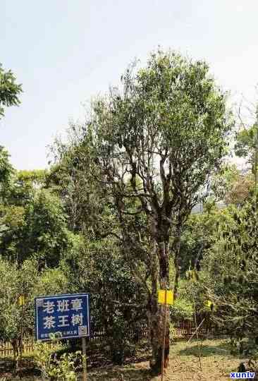 班章茶王树的年龄，品种，产地以及品鉴 *** ：一篇全面的介绍