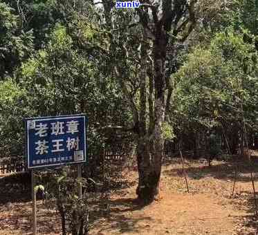 云南老班章古茶树王：阿里茶王之王，普洱茶价格与品质的代表