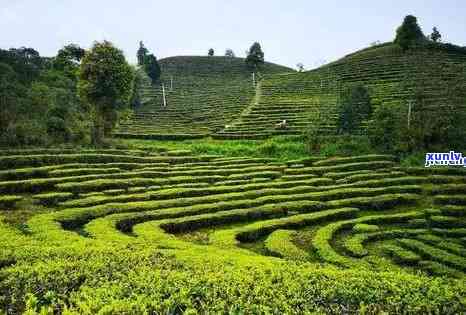 大渡岗普洱茶厂老板是谁：云南大渡岗万亩茶园的普洱茶怎么样？