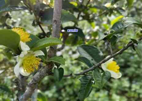 普洱茶树北方冬天种植及存放 *** 