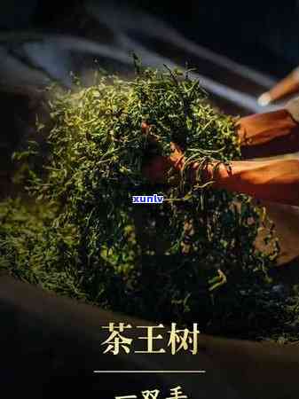 冰岛茶王普洱茶的市场价格分析与批发平台的探讨