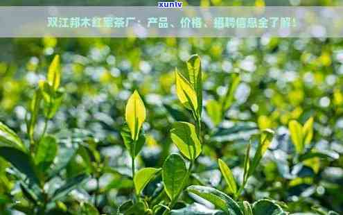 双江帮木红军茶叶：品质、产地、 *** 工艺与口感的全面解析