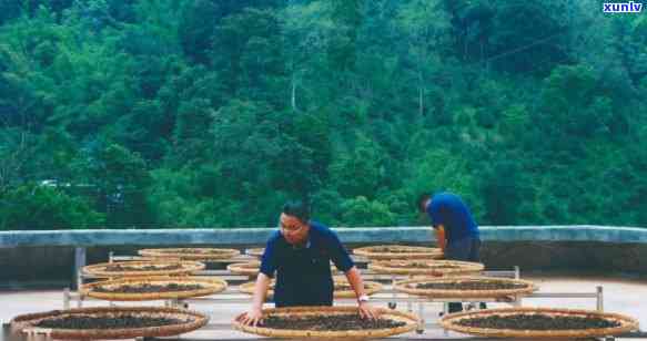 红军茶厂邦木：历、产品与传承，探索中国红茶文化的魅力