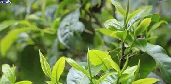 绿大树茶属于什么茶：探究其独特的茶类、茶种和种类