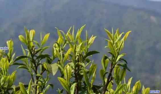 绿大树茶属于什么茶：探究其独特的茶类、茶种和种类