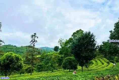 普氏茶叶：探索世界茶文化的独特之旅