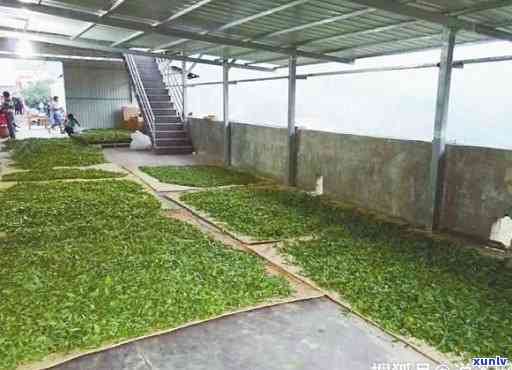 勐海县普洱茶：云南大叶种晒青茶的品质特点与市场前景
