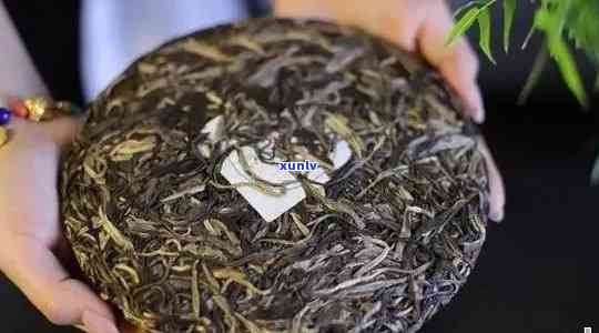 州普洱茶市场：探索购买、品质、及茶叶冲泡技巧的全方位指南